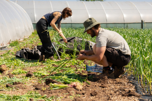 Harvesting wet garlic