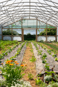 Our newest polytunnel Goose