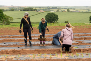 Burges Salmon planting leeks