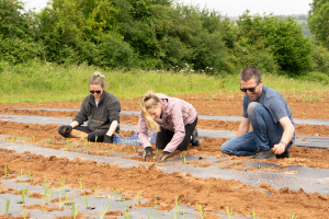 Burges Salmon planting leeks
