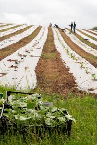 Burges Salmon planting squash