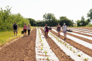 Diligenta planting squash