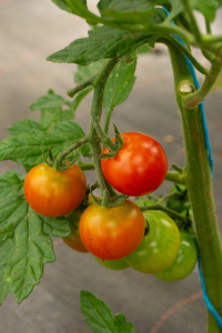 If you visit make sure you inhale the fragrance of the sweetest smelling cherry tomatoes