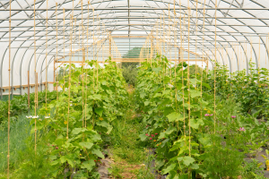 Nothing says summer like a visit to the polytunnels!