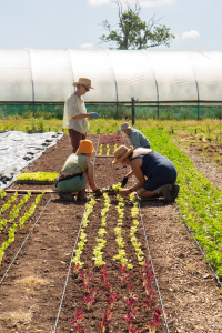 The lettuce planting continues ensuring your salad boxes will be full all summer long!