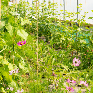 Companion planting is crucial on our organic farm