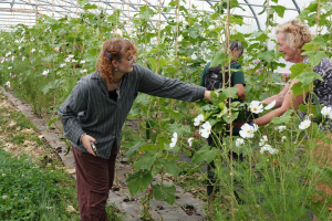 Somer Valley Rediscovered visited us to learn about organic growing