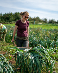 Harvesting our leeks