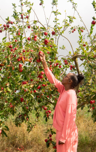 The Children's Kitchen visit to pick fresh produce to cook with