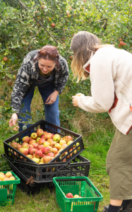 The Soil Association harvesting apples