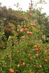 Our trees have had a bumper yield of apples