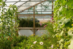 This has to be our most beautiful polytunnel
