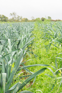 Our leeks were planted out in spring and will be filling veg boxes throughout the autumn and into winter