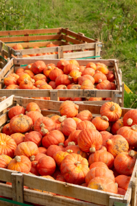 We had a great time harvesting our squash with members of our community
