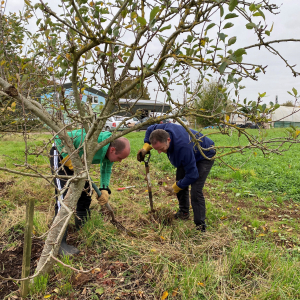 AXA - taking care of our apple trees. November 2024