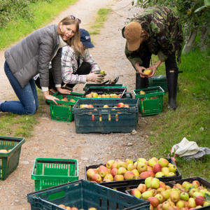 apple harvesting Soil Assoc