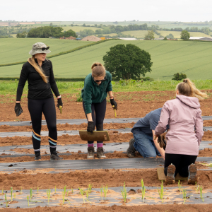 Burgess Salmon - planting leeks. June 2025