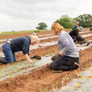 Burgess Salmon - planting leeks. June 2025