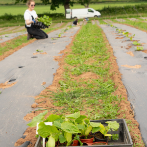 Yoke planting squash June